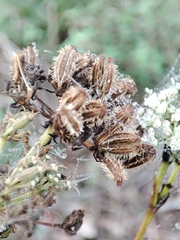 Daucus setifolius
