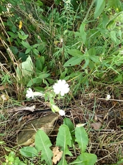 Silene latifolia