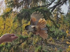 Perisoreus infaustus