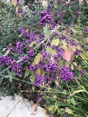Callicarpa