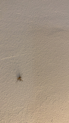 Culex quinquefasciatus