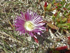 Carpobrotus rossii