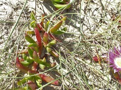 Carpobrotus rossii
