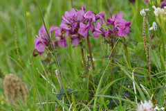 Pedicularis rostratocapitata