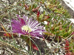 Carpobrotus rossii