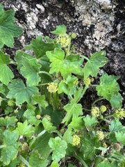 Hydrocotyle laxiflora