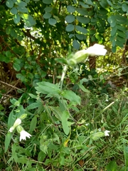 Silene latifolia