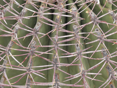 Ferocactus emoryi