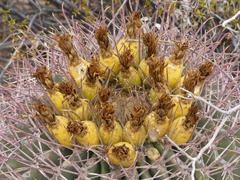 Ferocactus emoryi