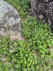 Hydrocotyle laxiflora