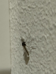 Chironomidae