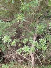 Allophylus decipiens