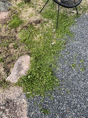 Hydrocotyle laxiflora