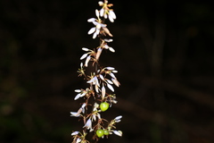 Dianella