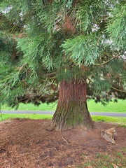 Sequoioideae