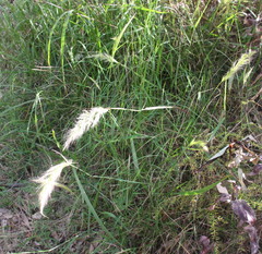 Dichelachne micrantha