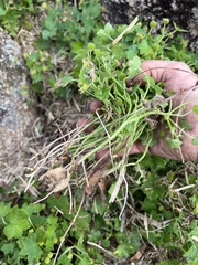 Hydrocotyle laxiflora