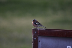 Fringilla coelebs gengleri