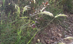 Dichelachne micrantha