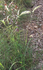 Dichelachne micrantha