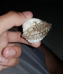 Tegillarca granosa