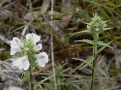 Bellardia trixago