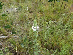 Bellardia trixago