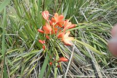 Pillansia templemannii