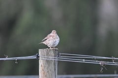 Turdus philomelos clarkei