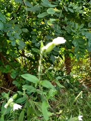 Silene latifolia