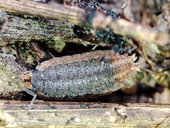 Porcellionidae
