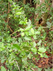 Gymnosporia nemorosa