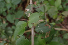 Gymnosporia nemorosa