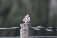 Turdus philomelos clarkei