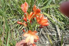 Pillansia templemannii