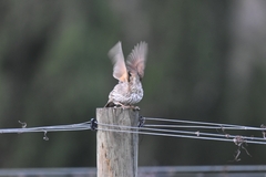 Turdus philomelos clarkei