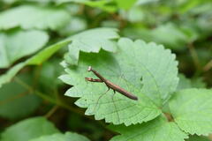 Statilia maculata maculata