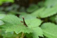 Statilia maculata maculata