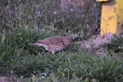 Turdus philomelos clarkei