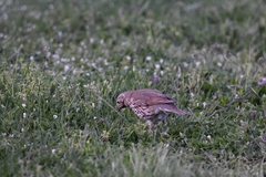 Turdus philomelos clarkei