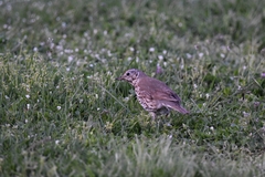 Turdus philomelos clarkei