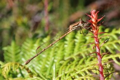 Austrolestes analis