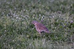 Turdus philomelos clarkei