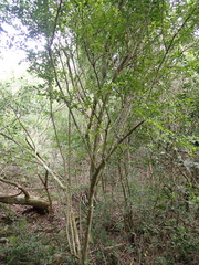 Gymnosporia nemorosa