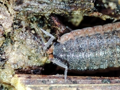 Porcellionidae