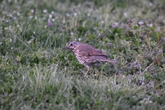 Turdus philomelos clarkei