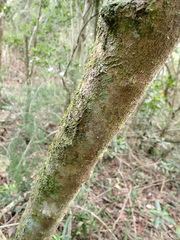 Gymnosporia nemorosa