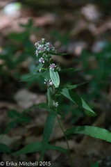 Symphyotrichum lateriflorum lateriflorum