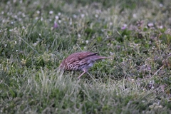 Turdus philomelos clarkei