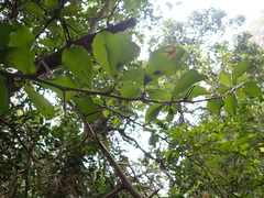 Gymnosporia nemorosa